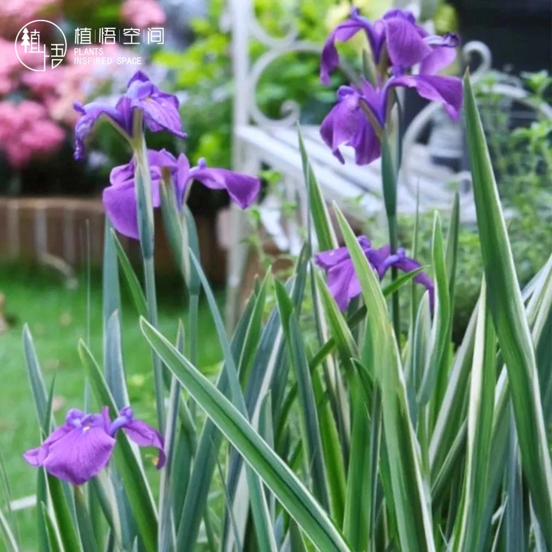 植悟空间花叶玉婵乌托邦花叶三菅兰多年生盆栽绿植