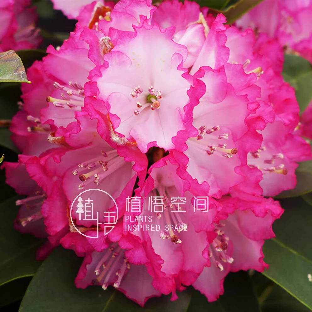 植悟空间高山杜鹃粉黛罗伯茨庭院花园盆栽绿植多年生耐寒杜鹃小苗