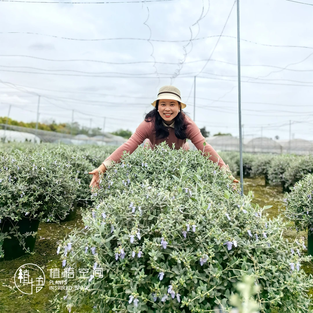 植悟空间水果蓝观叶蓝色植物阳台庭院盆栽地栽多年生植物