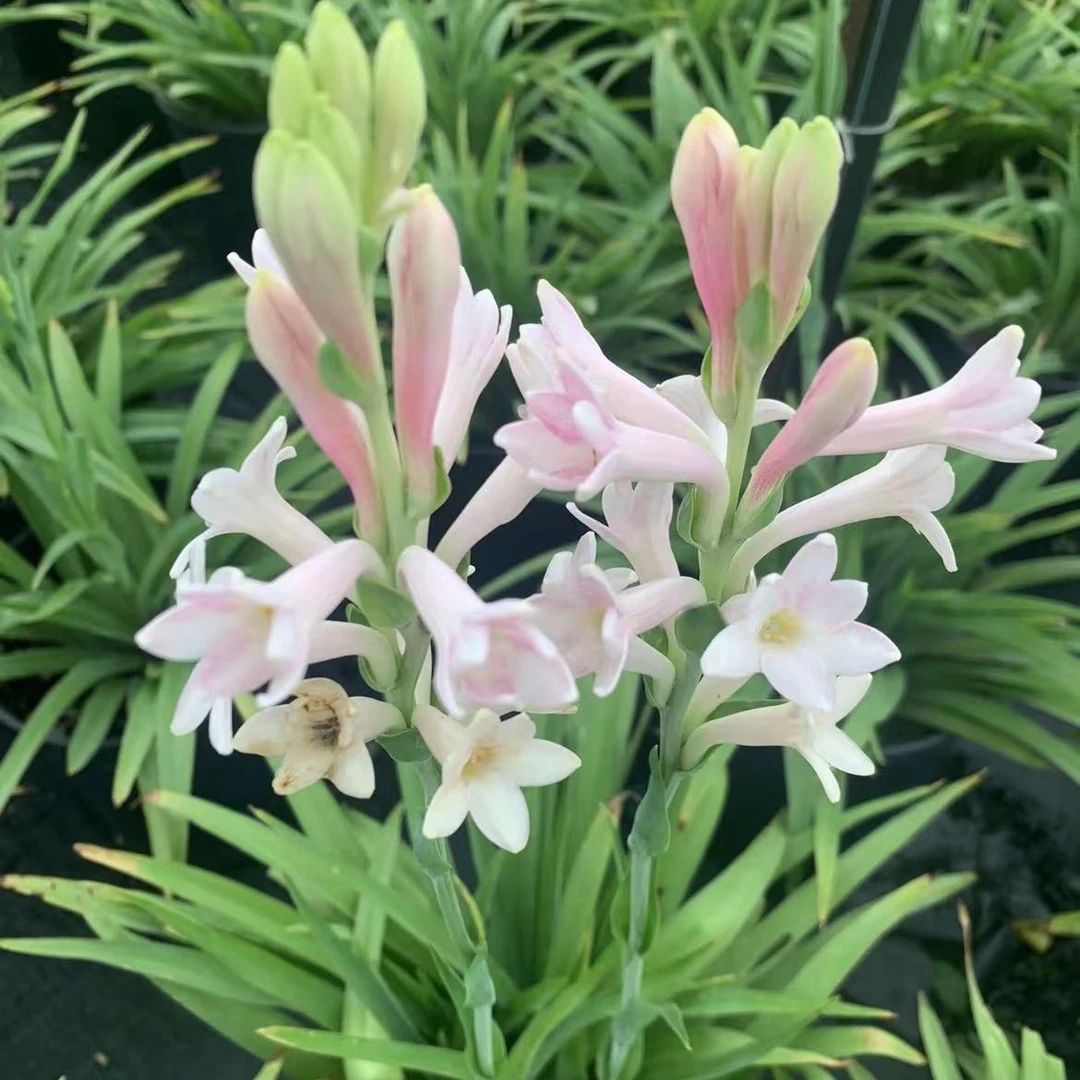 植悟空间晚香玉多年生阳台庭院花园花卉