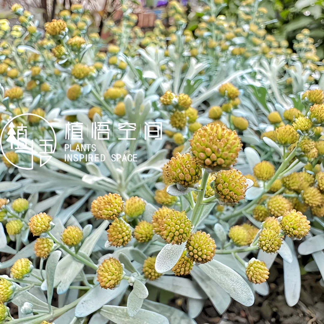植悟空间芙蓉菊阳台庭院盆栽地栽植物花卉