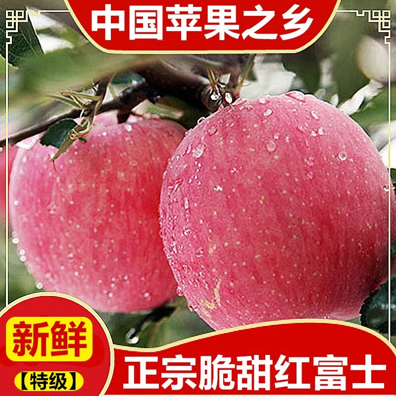 【果农自卖】正宗陕西高山红富士苹果脆甜多汁现采现摘产地直发T1