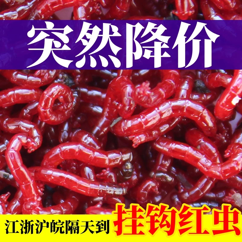 【新店开业】鲜活红虫特大号挂钩红虫活饵活体红虫拉饵喂鱼红虫鱼饵