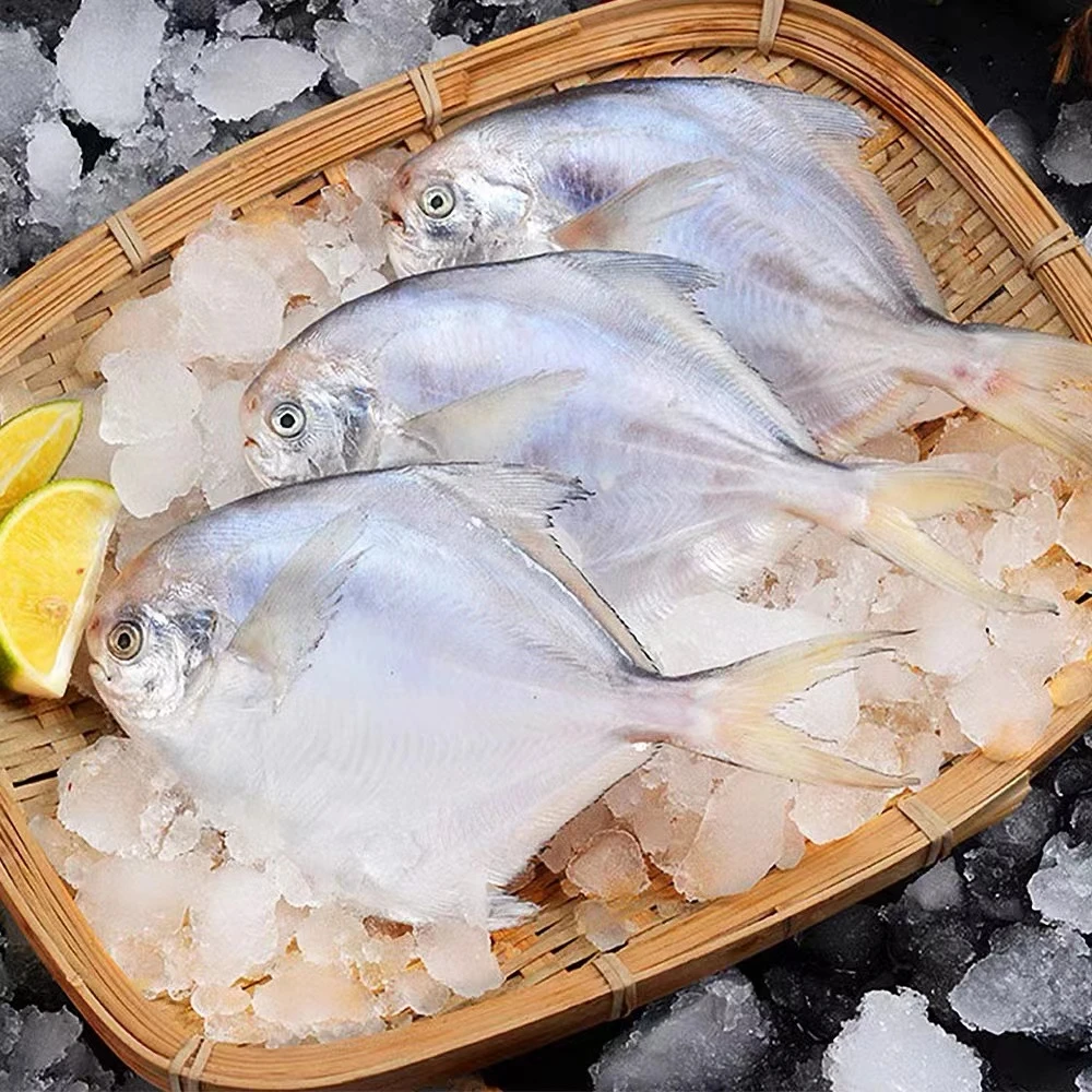 【东海野生鲳鱼4斤】深海海捕新鲜银鲳鱼海鲜水产小鲳鱼6-7条/斤