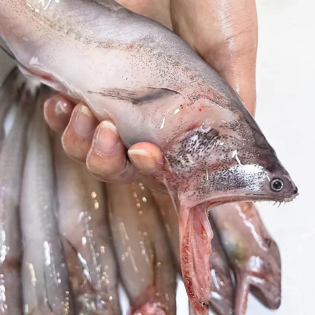 【东海特产龙头鱼】新鲜豆腐鱼海鲜鲜活水产九肚鱼生鲜水潺
