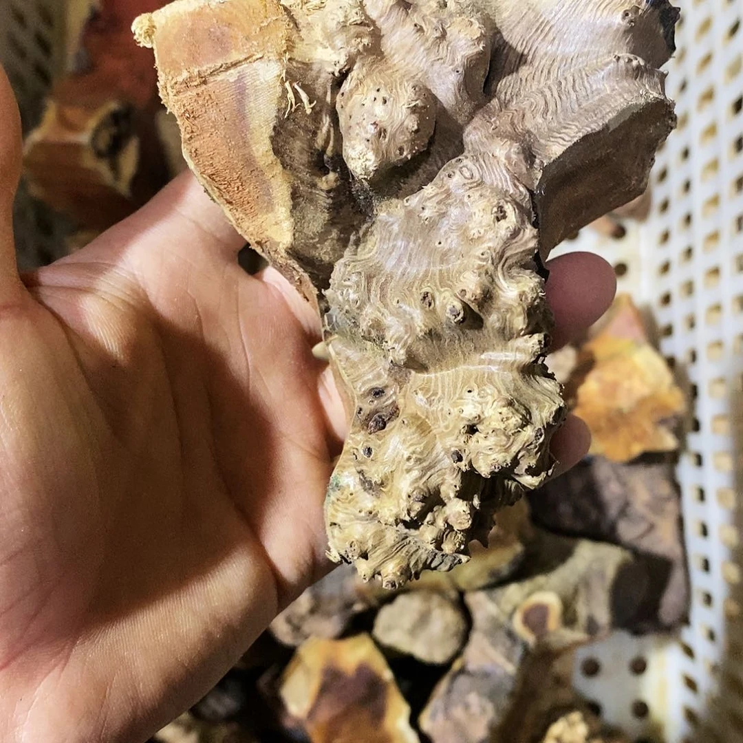 小叶鼠李木12688888大*ˇ