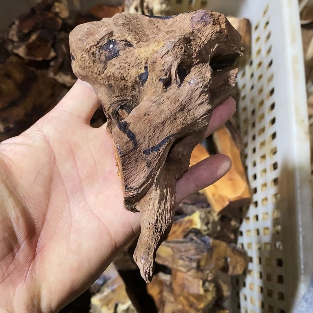 小叶鼠李5685588满*星