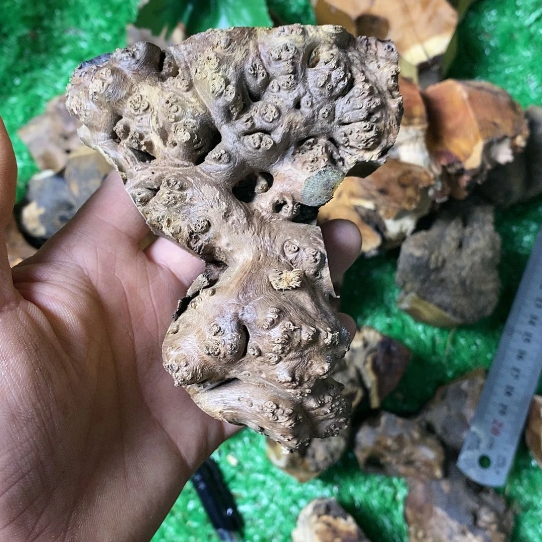 麻利疙瘩115558灵*