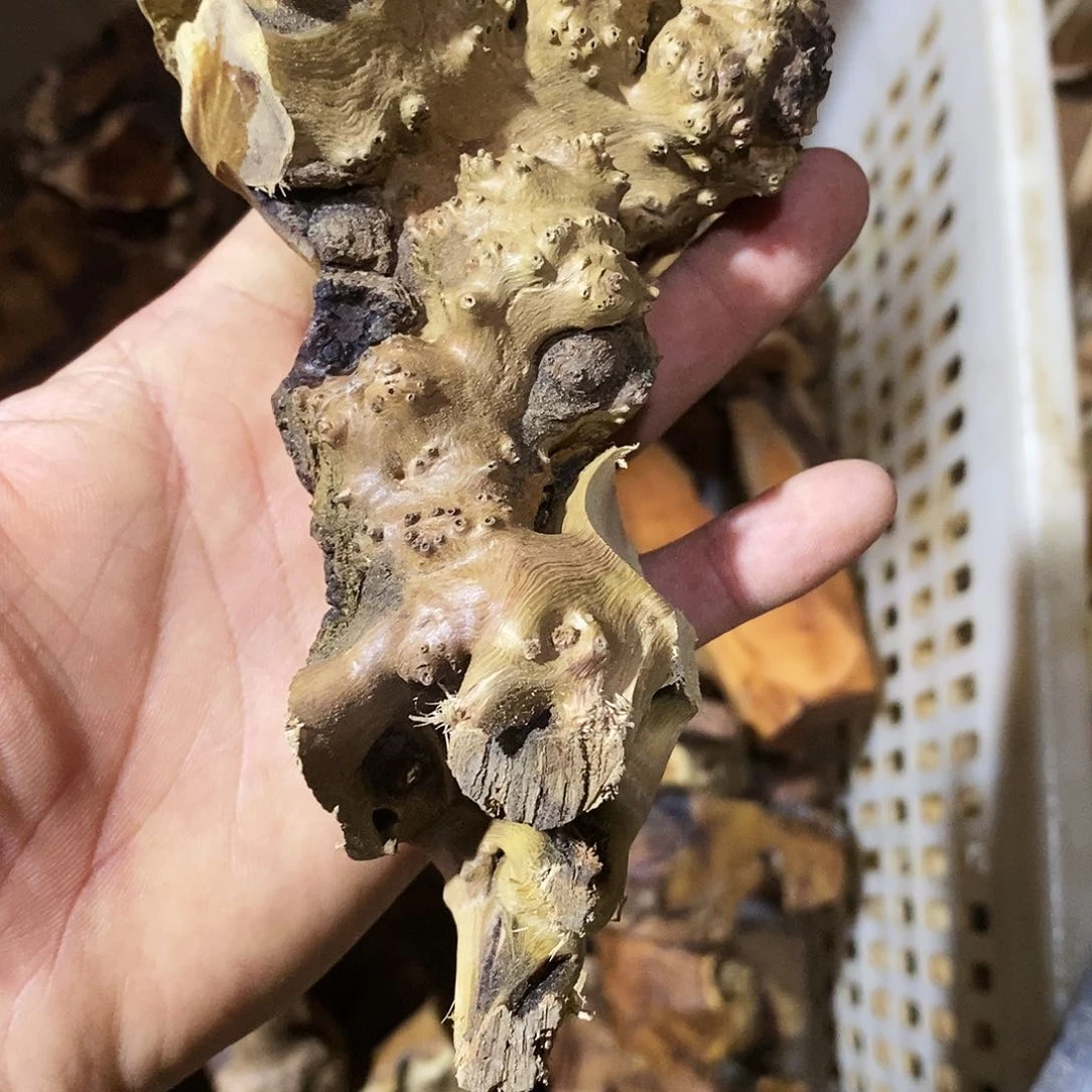 小叶鼠李5685588林*哥