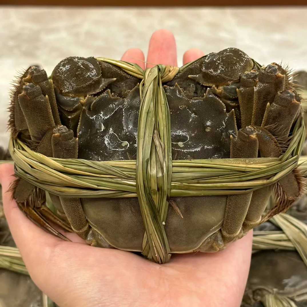 鲜活大闸蟹（母蟹）约1.3-1.5两/只