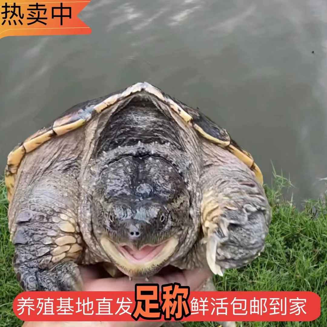 食用龟肉鳄鱼龟大型肉龟北美大乌龟滋补鲜活美味