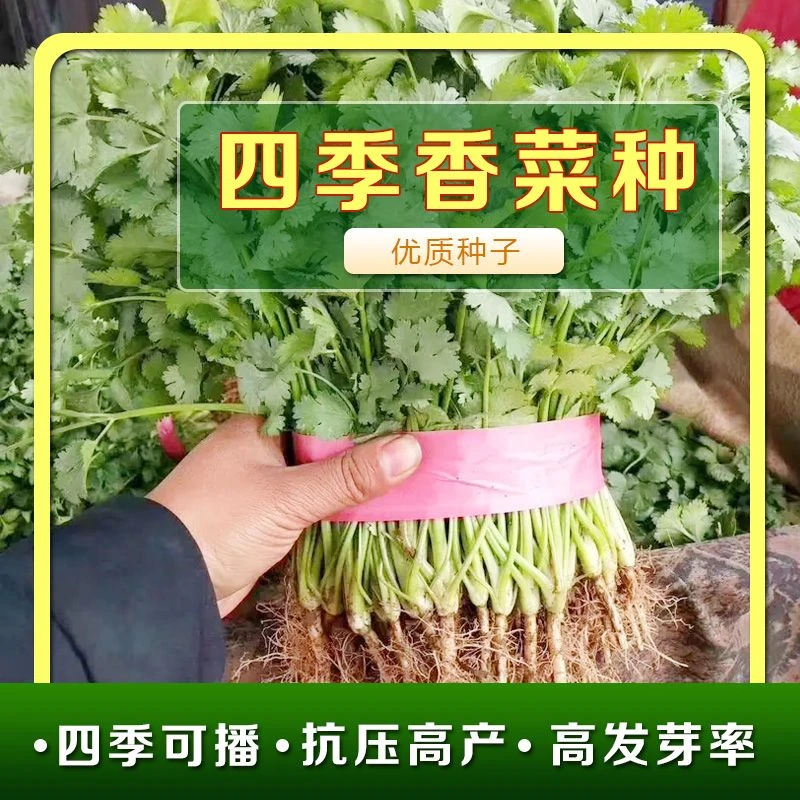 四季小香菜种子阳台室内花卉盆栽小香菜蔬菜种子四季可播种种籽