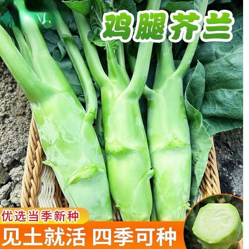 广东芥兰菜种子香菜冬天菠菜蒜苗种子木瓜菠菜种子蔬菜苗正宗高产