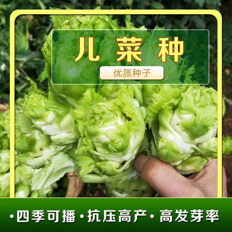 方震嫩脆儿菜种子儿菜种孑菜籽蔬菜种籽南方秋季娃娃菜新疆