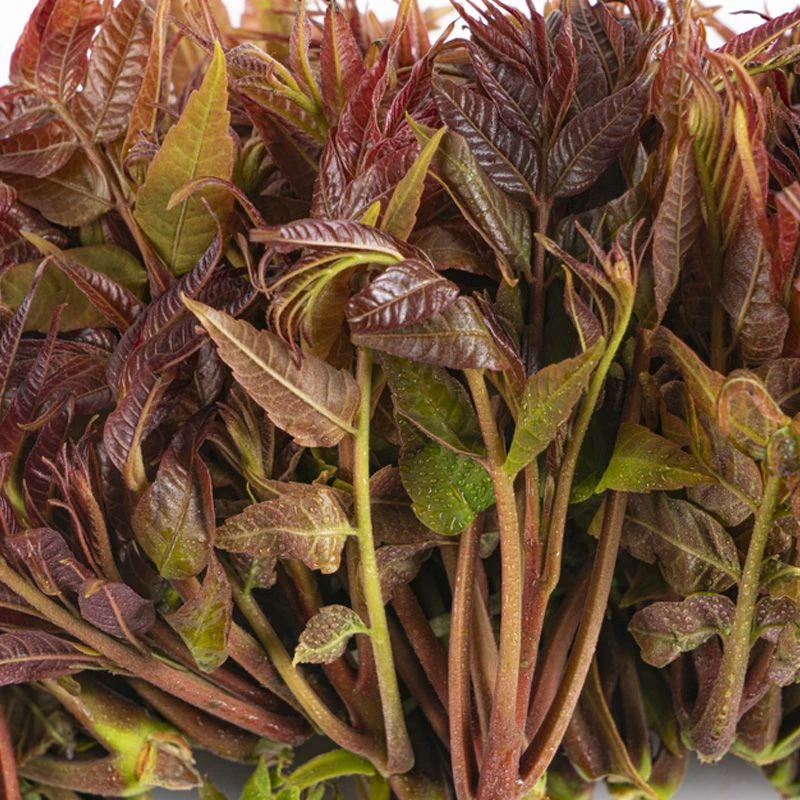 速生香椿红油香椿芽菜当年可食用四季播蔬菜种籽