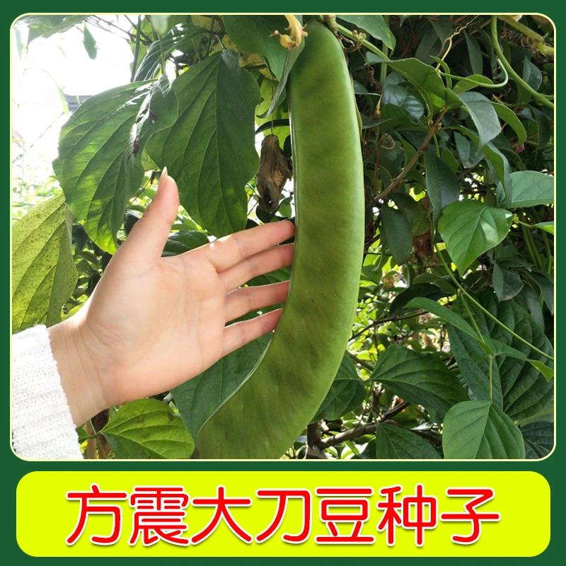 大刀豆种子特大红刀豆大豆角种籽四季爬藤豆角蔬菜种子大全 新疆
