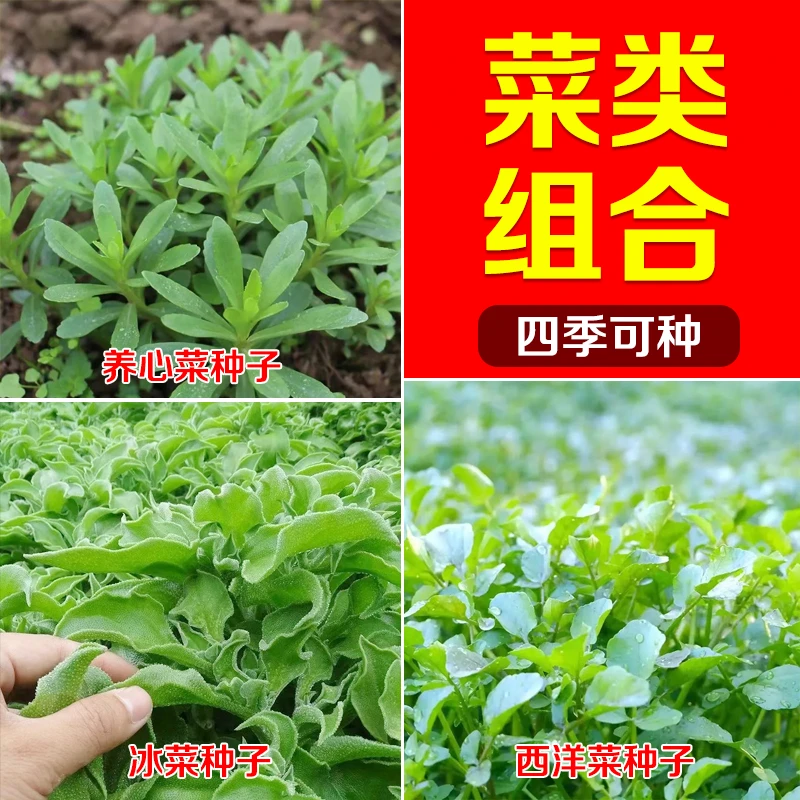 养心菜 冰菜 西洋菜 蔬菜种子四季播高产庭院四季可种