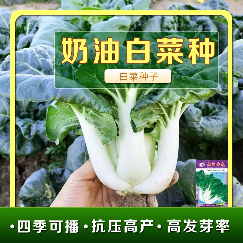 奶油白菜种子蔬菜种籽青菜种子阳台蔬菜四季菜种子蔬菜种子