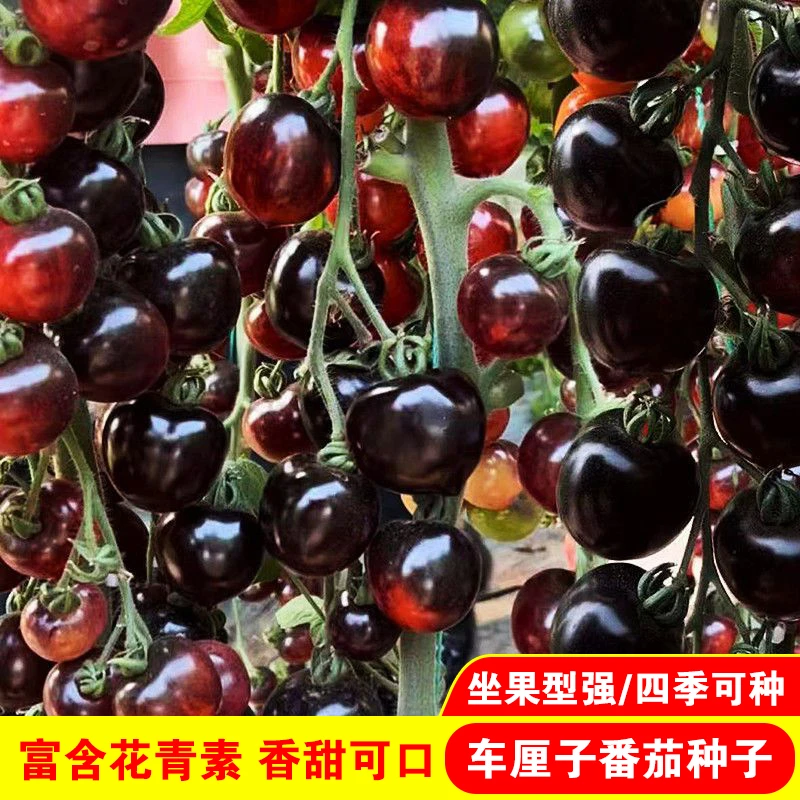 车厘子番茄种子番茄种子四季小黑西红柿种籽西黑柿春季蔬菜种孑