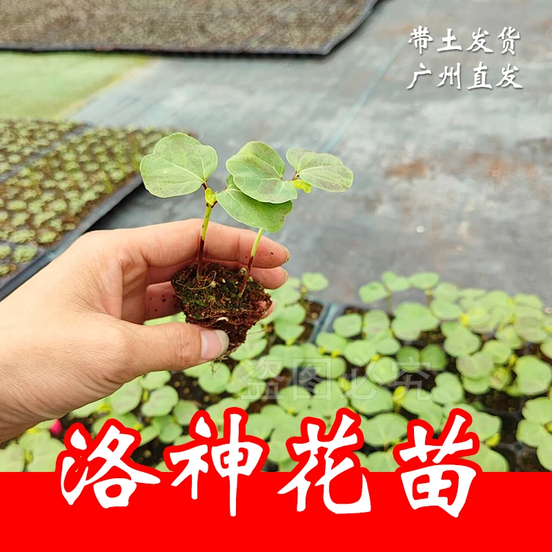 洛神花苗盆栽阳台花卉绿植花果可泡水饮用四季易活苗玫瑰顺丰包邮
