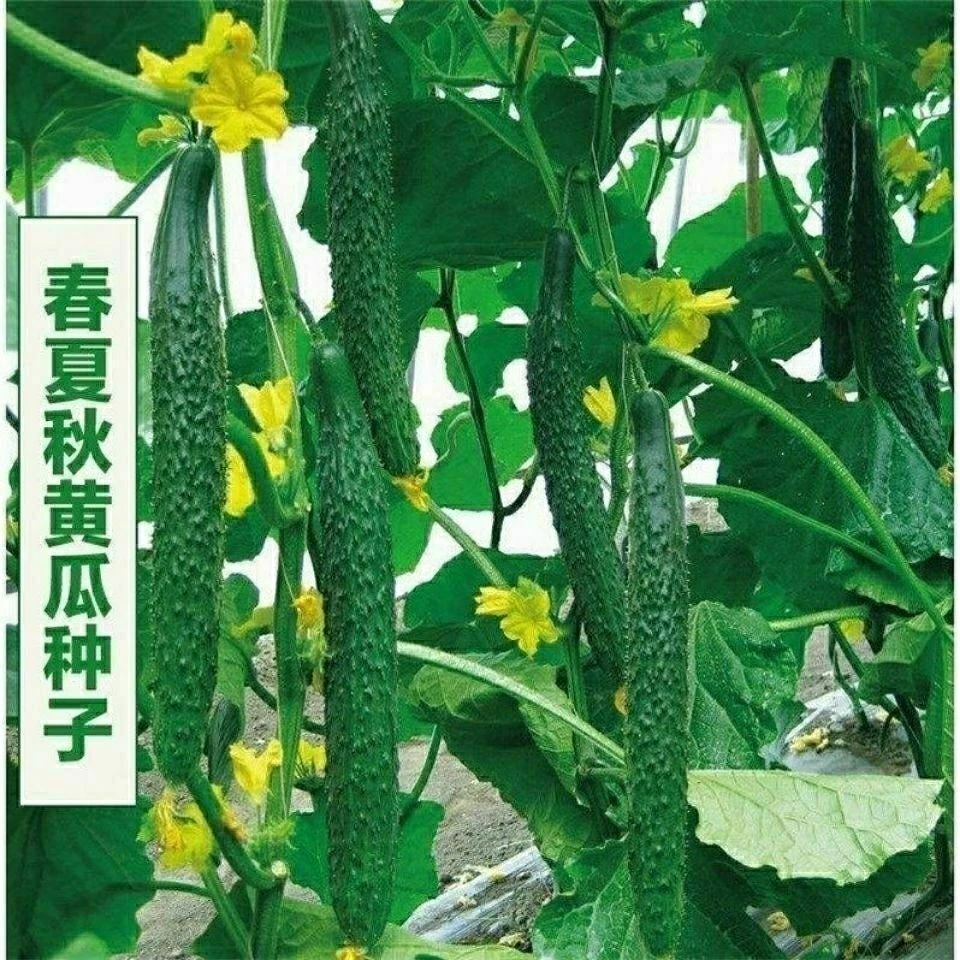 翠龙AB320青黄瓜种子四季播种蔬菜水果黄瓜种子盆栽青瓜籽新疆