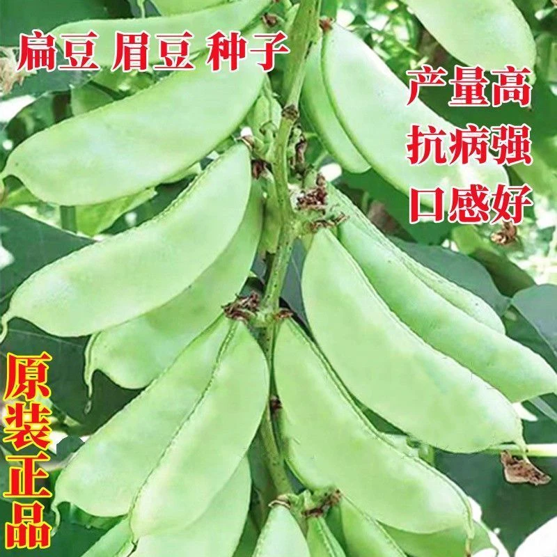 青眉豆四季豆角眉豆种子大全家庭种植新手易种扁豆角扁豆子 新疆