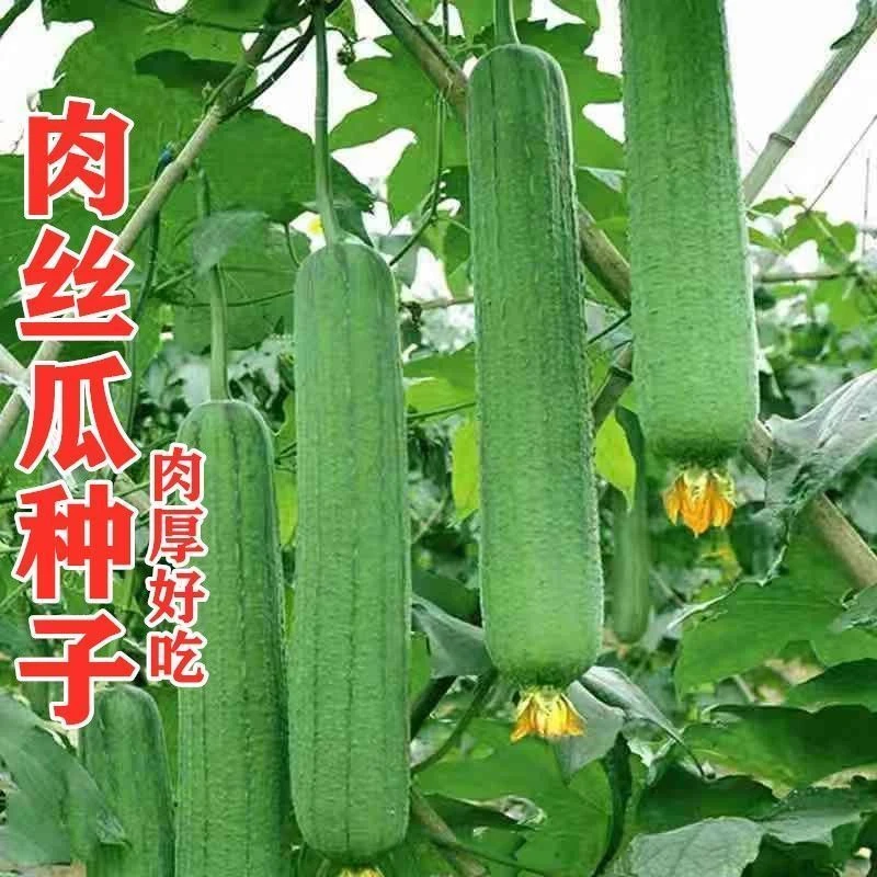香丝瓜肉丝瓜种籽香嫩高产丝瓜种子特长丝瓜种子瓜果春夏播种新疆