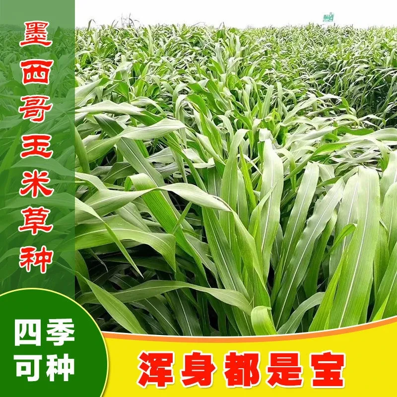 墨西哥玉米草种子阔叶玉米草猪羊牛鱼兔养殖草籽高产牧草种子