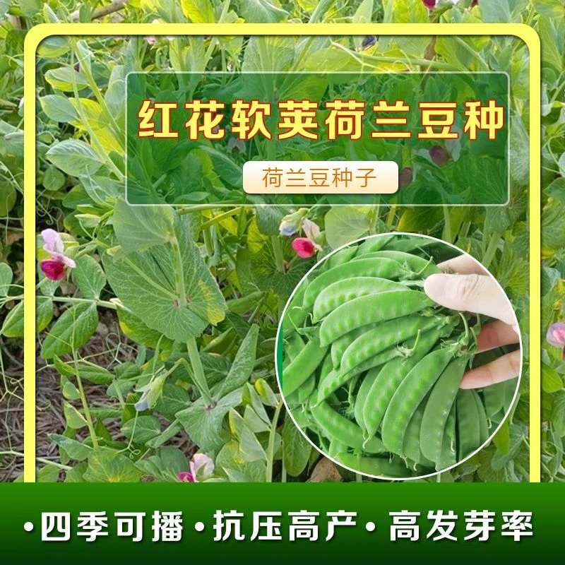 红花软荚荷兰豆种子豌豆苗豆角种籽蔬菜豌豆种籽孑籽种菜籽尖碗豆
