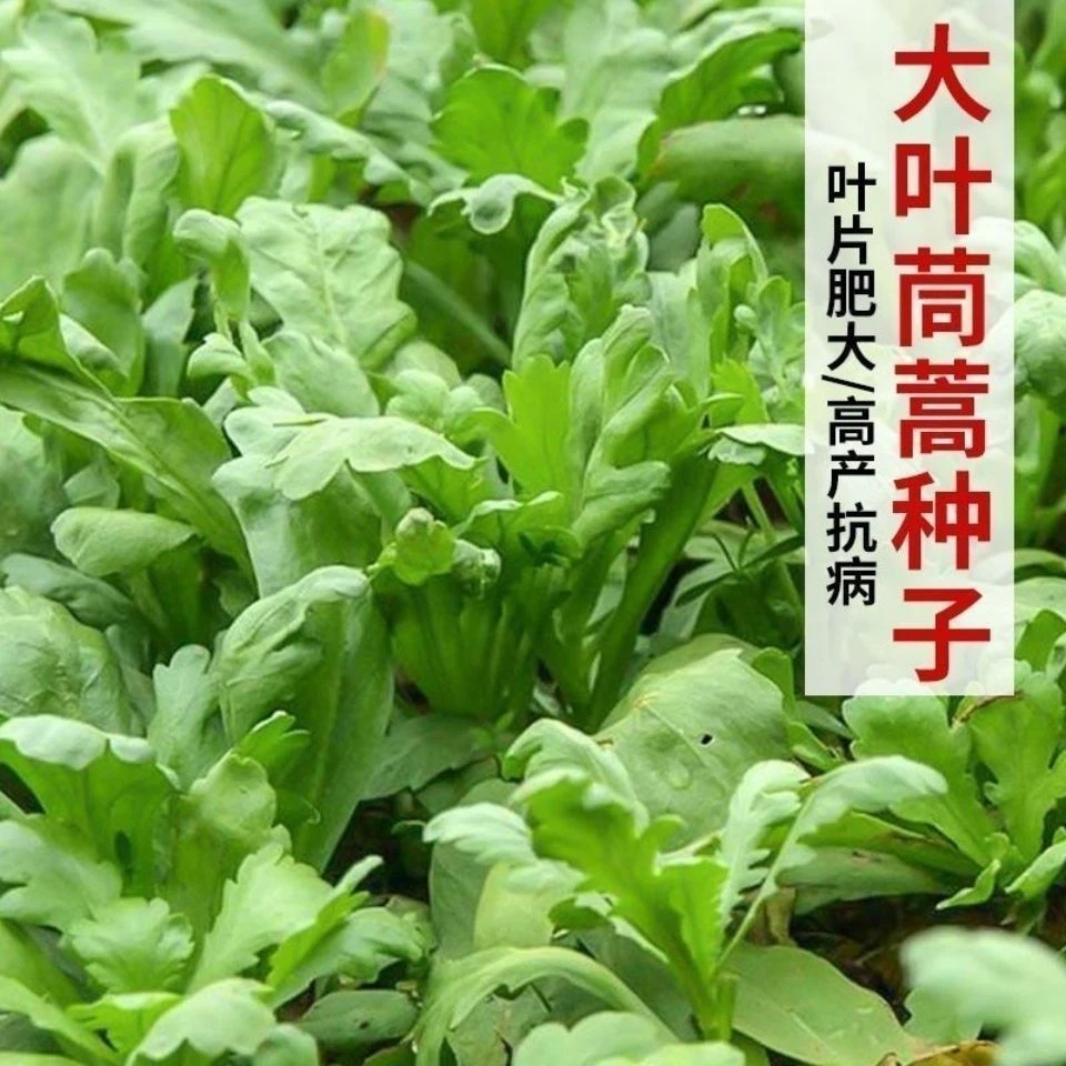 大叶茼蒿种子皇帝菜春季夏秋冬盆栽阳台四季青蔬菜种籽孑菜种子