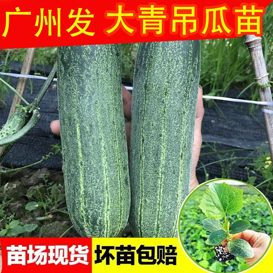 大青吊瓜秧苗 青瓜苗 蔬菜苗甜脆春秋四季播阳台盆栽