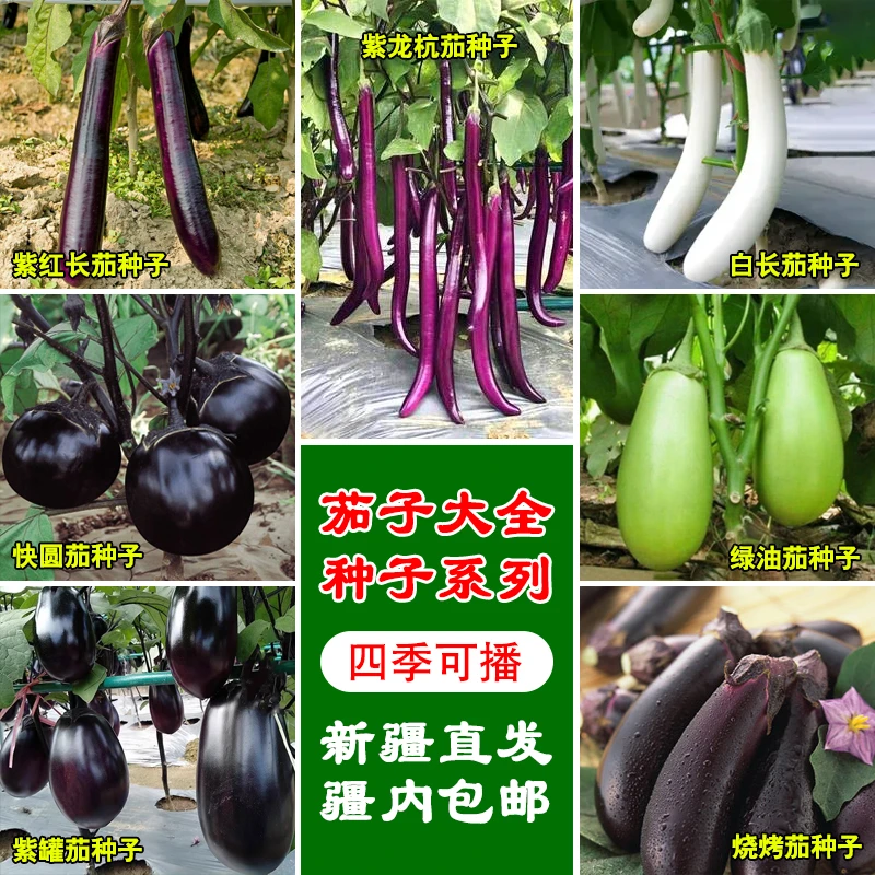 七种茄子组合装种子紫长茄快圆茄紫罐茄紫龙杭茄白长茄绿油茄新疆
