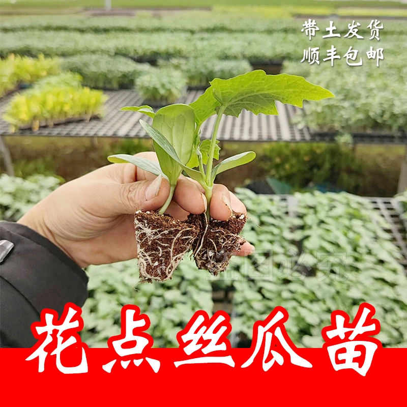 【顺风发货】花点丝瓜苗 棱丝瓜苗阳台水瓜苗新鲜四季蔬菜苗