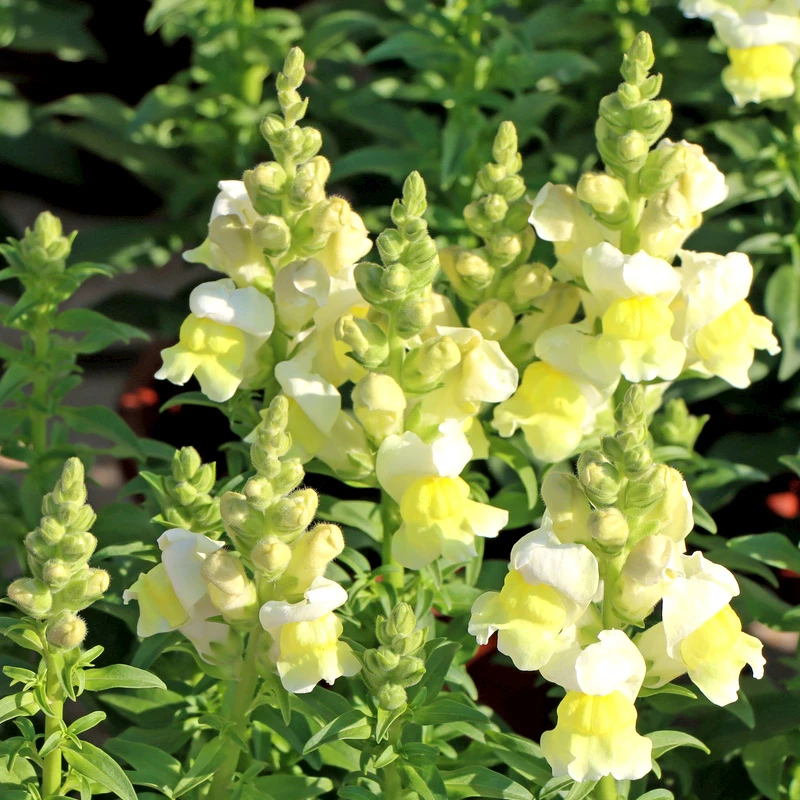 金鱼草花种混色龙头春秋播阳台盆栽易种景观种籽子新疆蔬菜韭菜