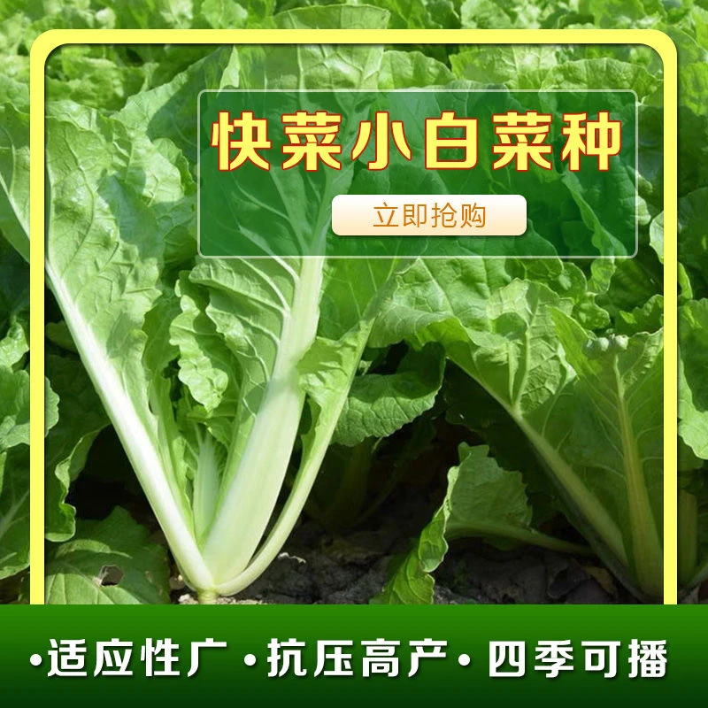 快菜小白菜种子籽耐热耐湿早熟蔬菜种籽春夏秋四季播种新疆