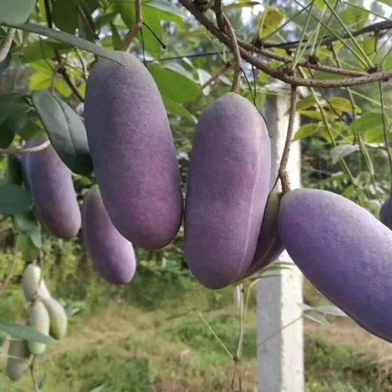 八月瓜种子紫果八月瓜树种子庭院爬藤植物食用水果八月炸种子种植