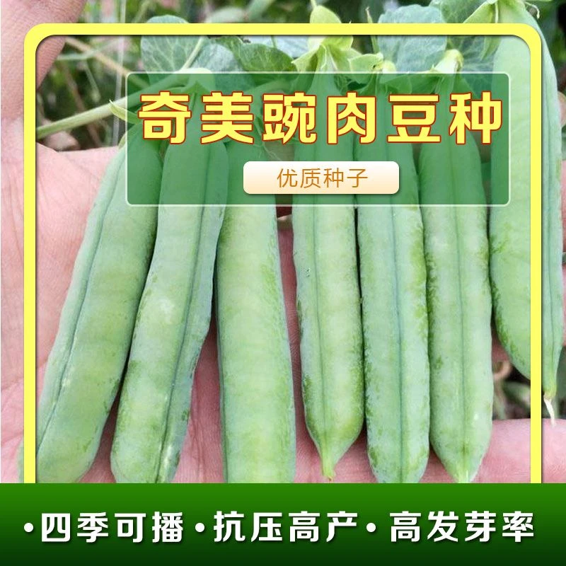 豌豆种子 软荚甜豆香甜肉厚寒豆雪豆苗奇美甜脆豌肉豆青豆