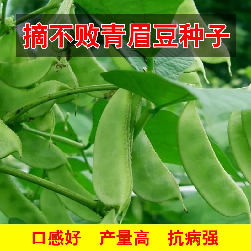 【今年新种】青眉豆种子猪耳朵扁豆籽种阳台盆栽种植高产蔬果种籽