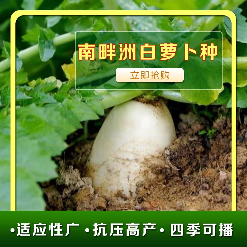 南畔洲白萝卜种子晚萝卜籽高产不空心耐抽苔秋冬大田盆栽蔬菜种子
