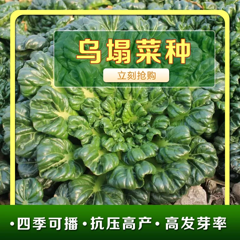 乌塌菜种子高钙保健蔬菜养心菊花菜种子春秋四季播农家易种蔬菜种