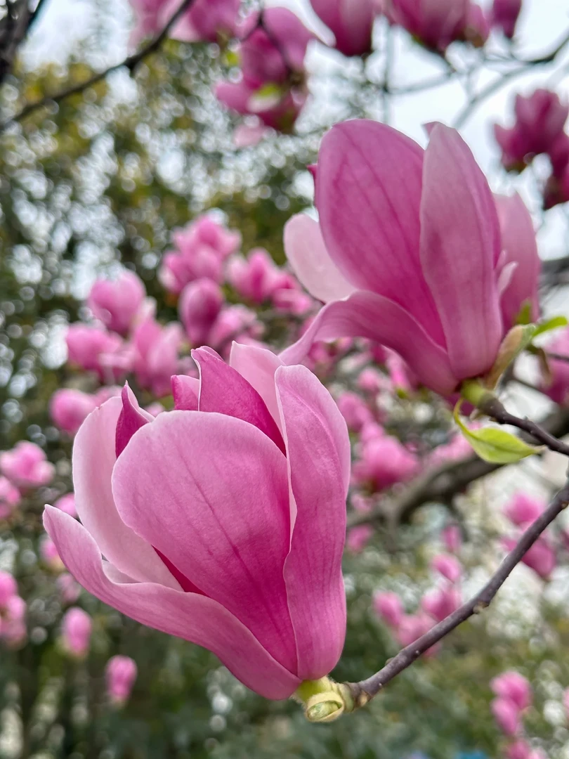 紫玉兰南北方地栽盆栽耐寒耐热好养易活庭院玉兰花玉兰花树