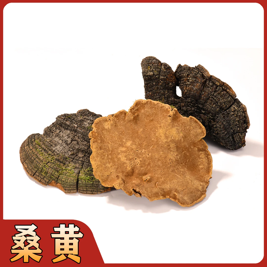 【老王山货现收】高山高海拔缅 桑黄可切块中缅山货土特产源头直发