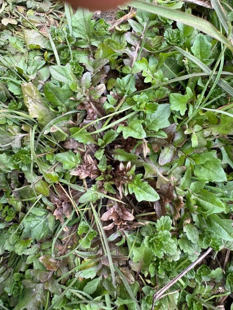 (顺丰特快包邮)高师傅领导现挖纯野生荠菜