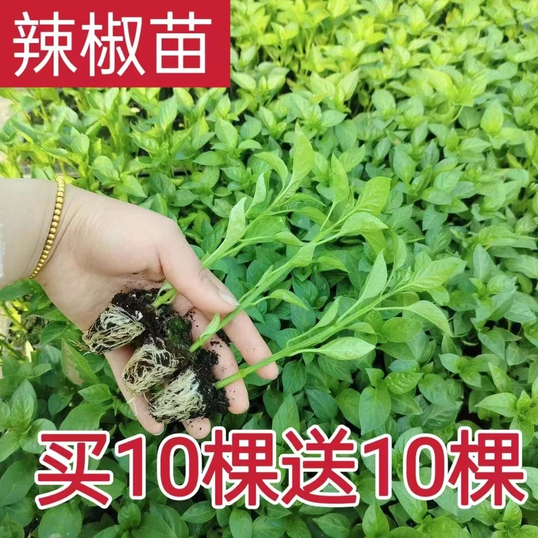 辛辣椒苗青椒美人椒苗薄皮辣椒秧苗螺丝椒二荆条长线椒朝天椒苗
