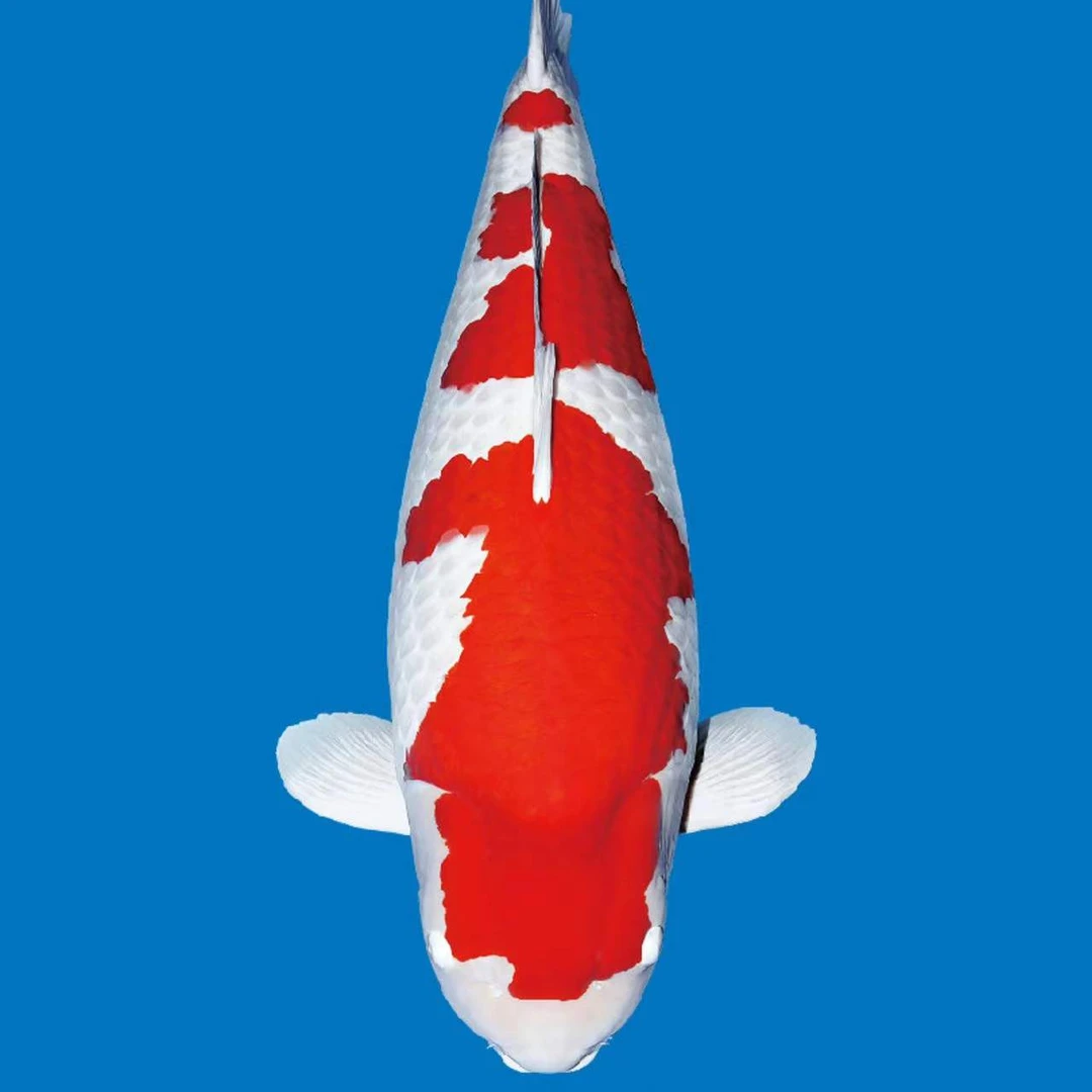 各种锦鲤观赏鱼包损《包邮》！以直播间为准