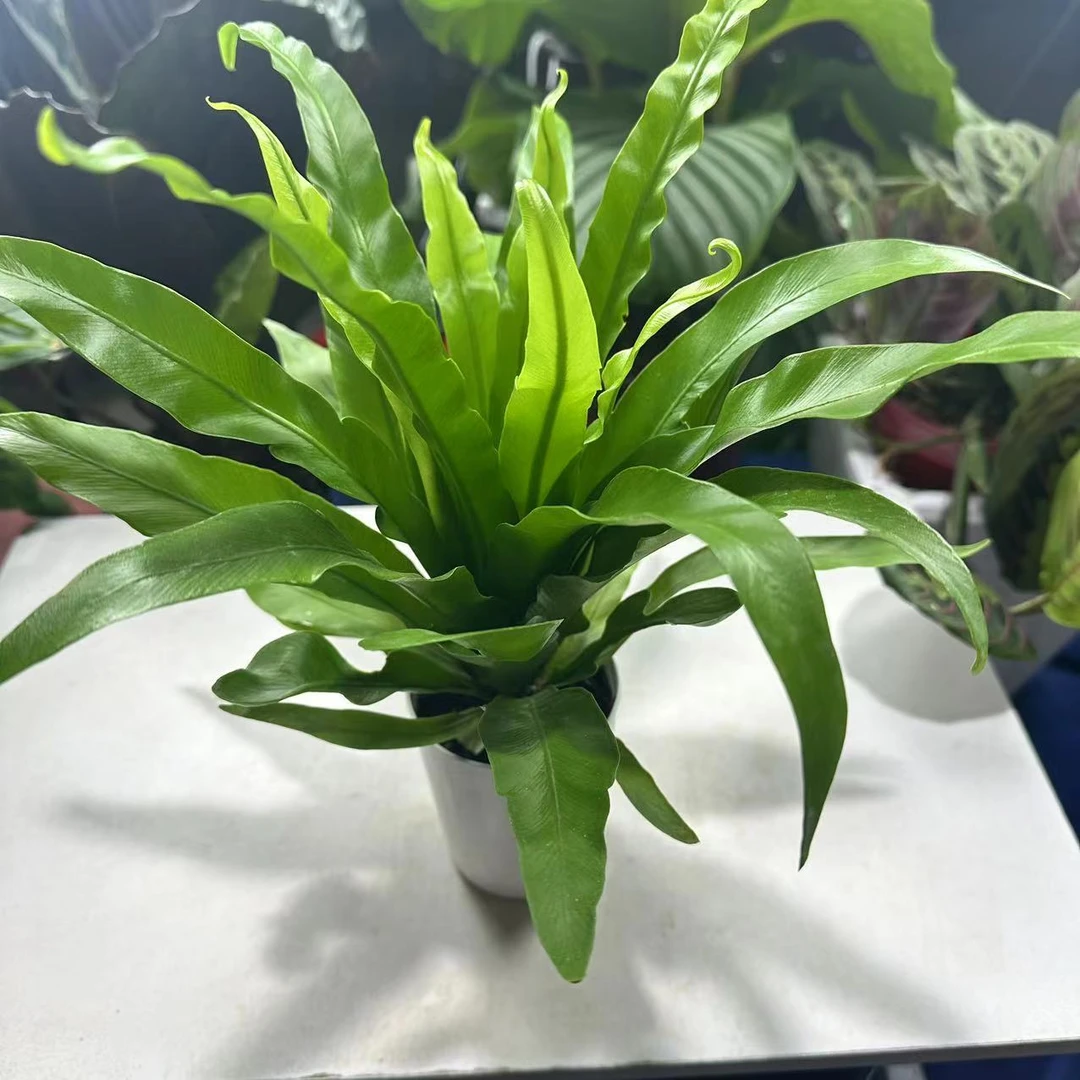 小鸟巢蕨，室内桌面小绿植，森系感十足