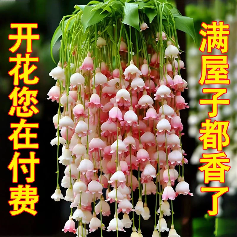 四季开花铃兰花苗带芽浓香型花卉绿植阳台室内花卉多年生耐寒植物
