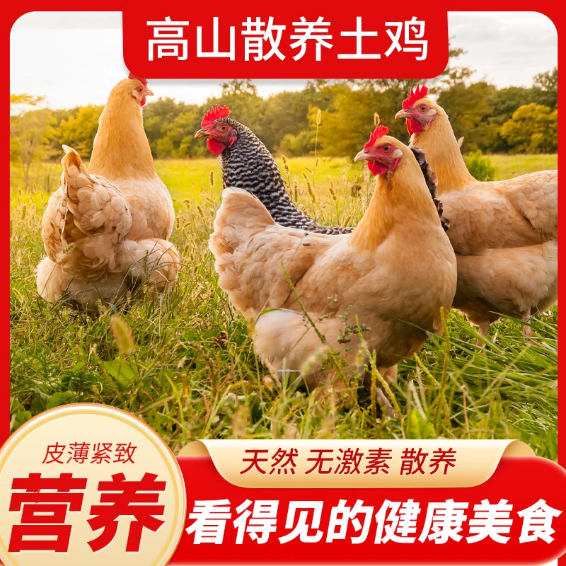 （1只装）老母鸡不土可退皖南散养黑脚土鸡（带内脏）单只2.5-3斤