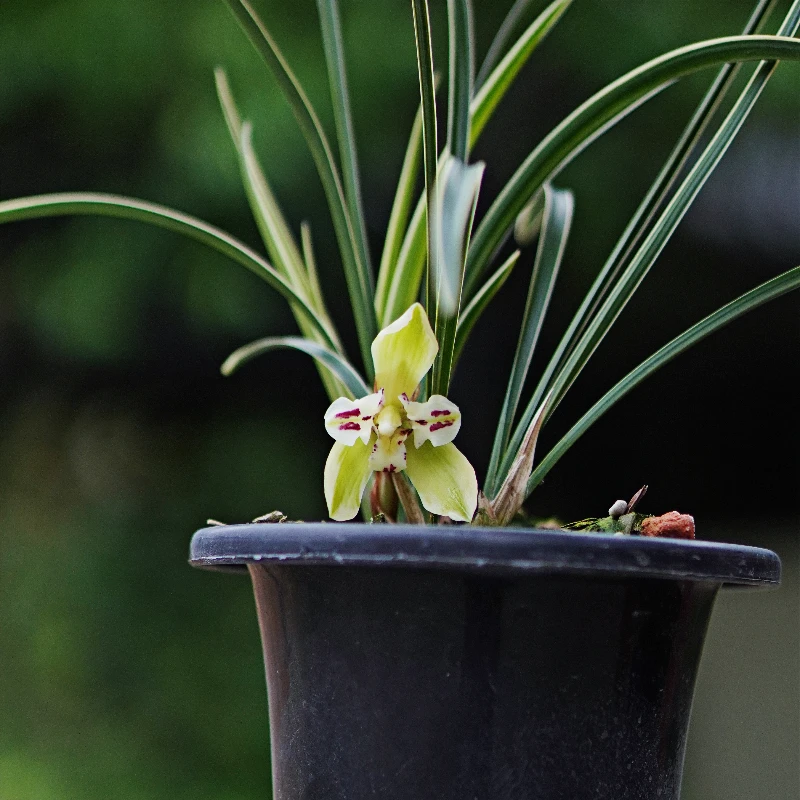 兰花春兰星光大道正品带艺三星覆轮花浓香冬春季花卉绿植室内盆栽