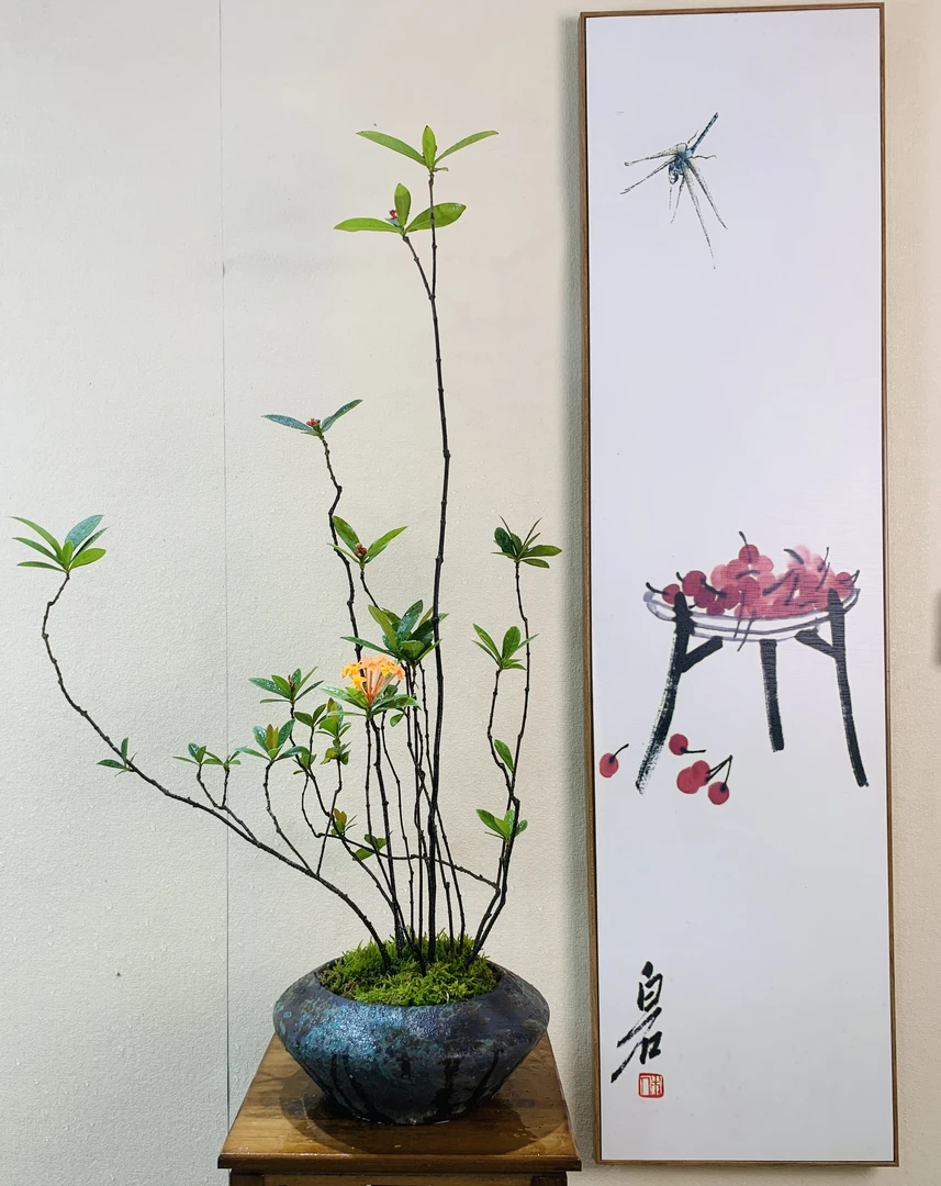 海岛龙船花（千寻海岛精品）